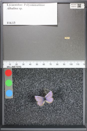 Media type: image;   Entomology 54131